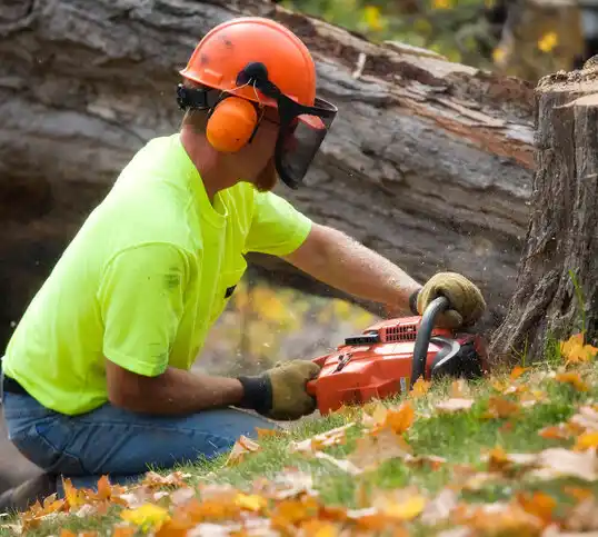 tree services Groveville